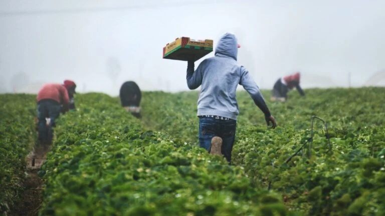 crisis agrícola en Estados Unidos con campos sin cosechar por falta de trabajadores y afectación en producción de alimentos