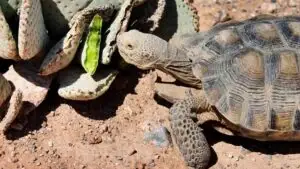 Mojave Max sale de su madriguera tras romper récord de aparición tardía en Nevada