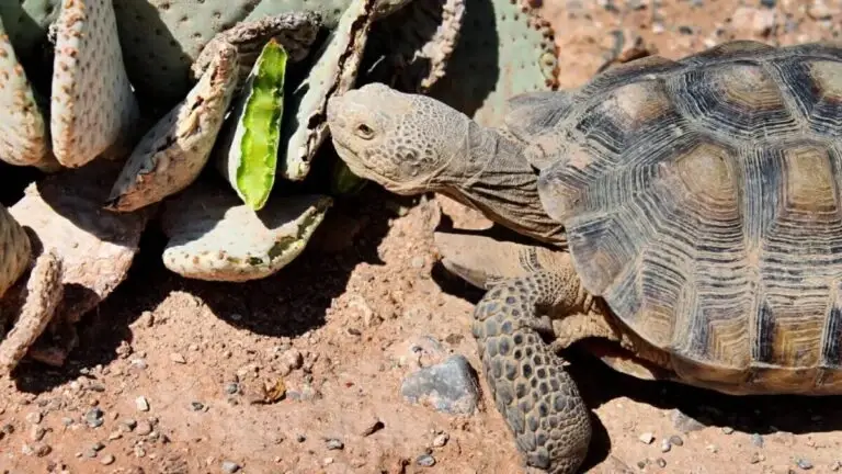 Mojave Max sale de su madriguera tras romper récord de aparición tardía en Nevada