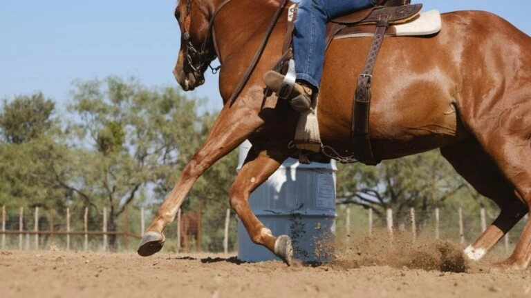 Ataque contra caballos durante competencia ecuestre provoca investigación policial y cargos criminales