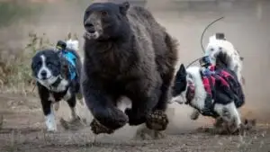 Programa de conservación para los osos de Tahoe con perros Karelian Bear en Nevada