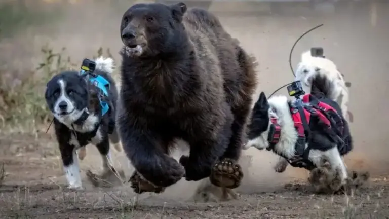 Programa de conservación para los osos de Tahoe con perros Karelian Bear en Nevada