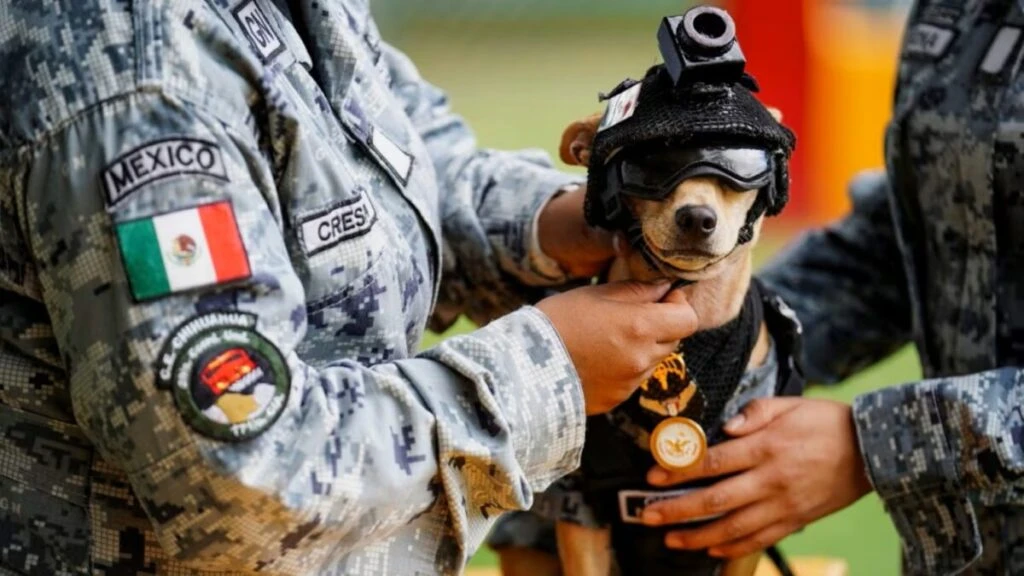 “Comando”, el perro chihuahua adoptado por la Guardia Nacional en Chihuahua que se convirtió en una historia viral internacional