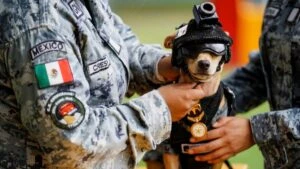 “Comando”, el perro chihuahua adoptado por la Guardia Nacional en Chihuahua que se convirtió en una historia viral internacional